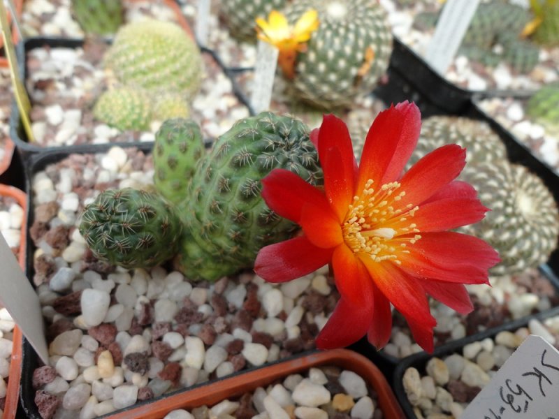 Sulcorebutia tarabucoensis hs 125a