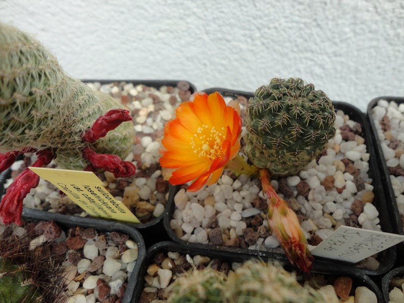 Sulcorebutia tarabucoensis JK 57