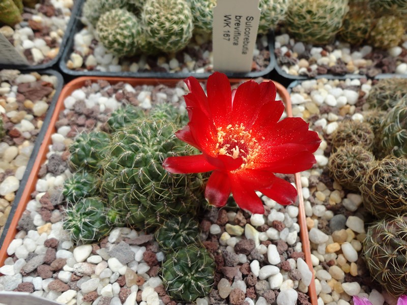 Sulcorebutia tarabucoensis LH 688