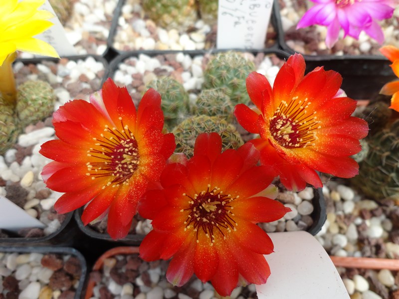 Sulcorebutia tarabucoensis LH 885