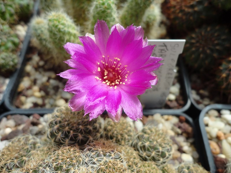 sulcorebutia tarabucoensis ssp. hertusii forma