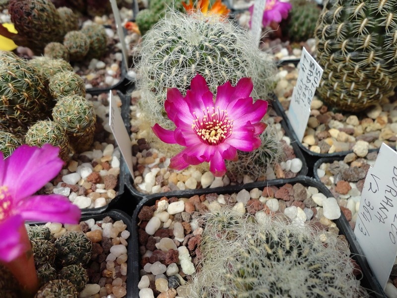 Sulcorebutia tarabucoensis ssp. hertusii KK 2005