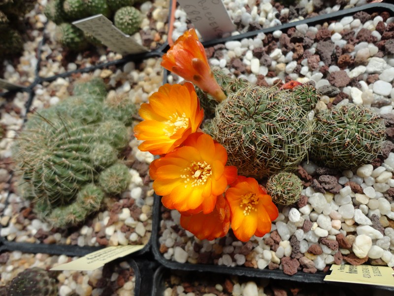 Sulcorebutia tarabucoensis v. aureiflora G 49