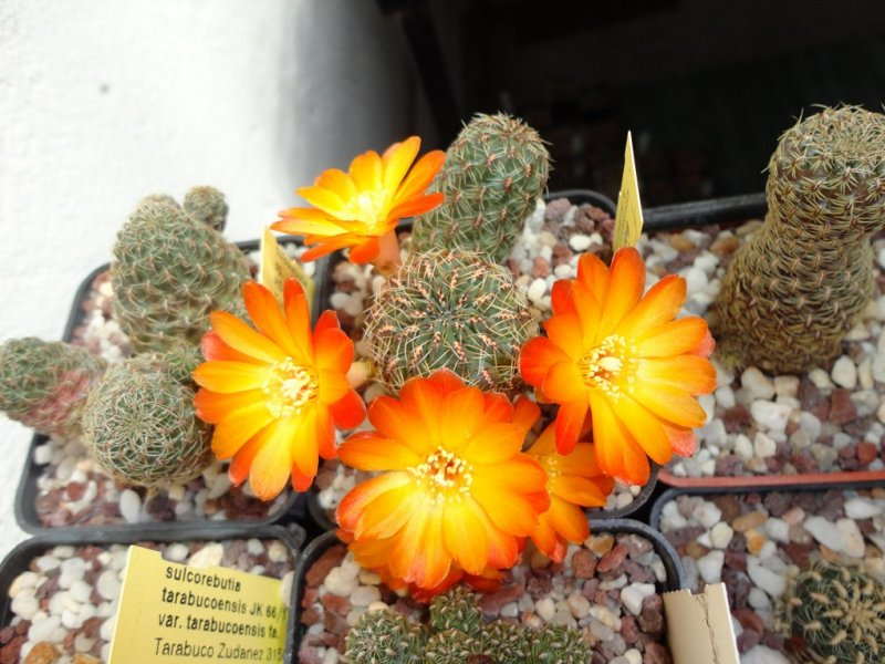 Sulcorebutia tarabucoensis v. aureiflora G 49