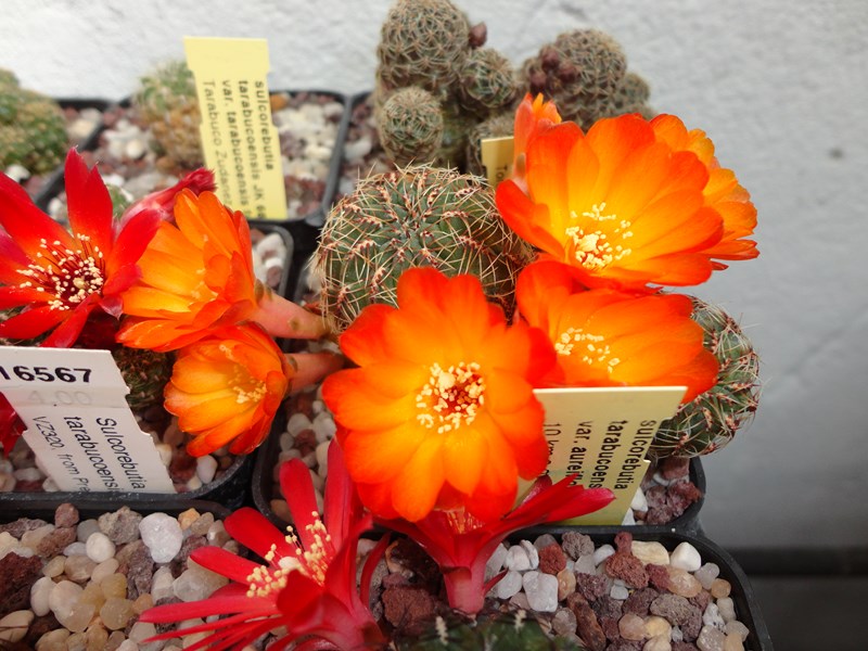 Sulcorebutia tarabucoensis v. aureiflora G 49