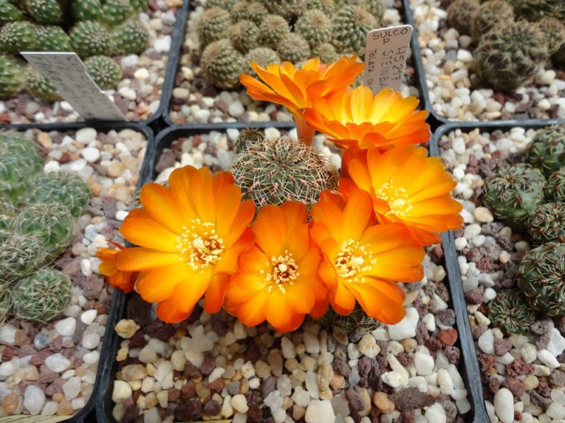 Sulcorebutia tarabucoensis v. aureiflora G 49