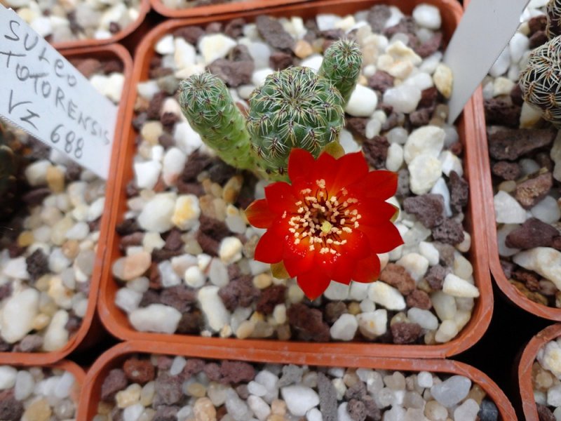 Sulcorebutia tarabucoensis v. callecallensis VZ 195