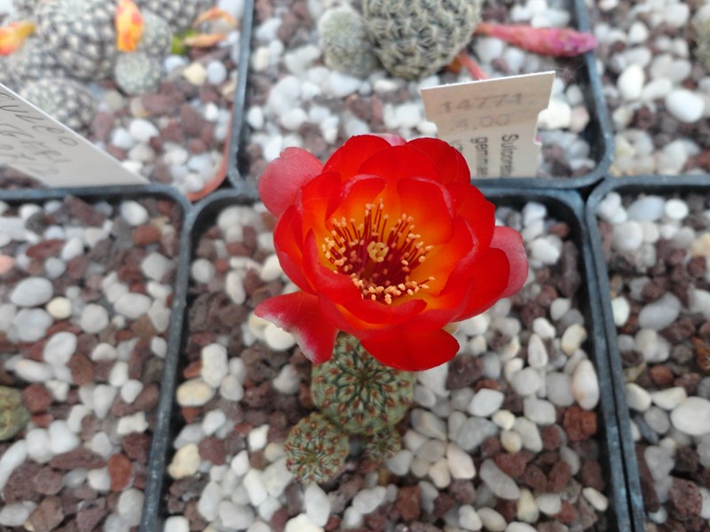 sulcorebutia tarabucoensis v. callecallensis RH 1570