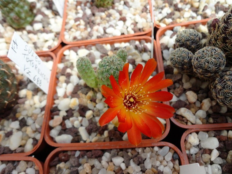 Sulcorebutia tarabucoensis v. callecallensis vz 195