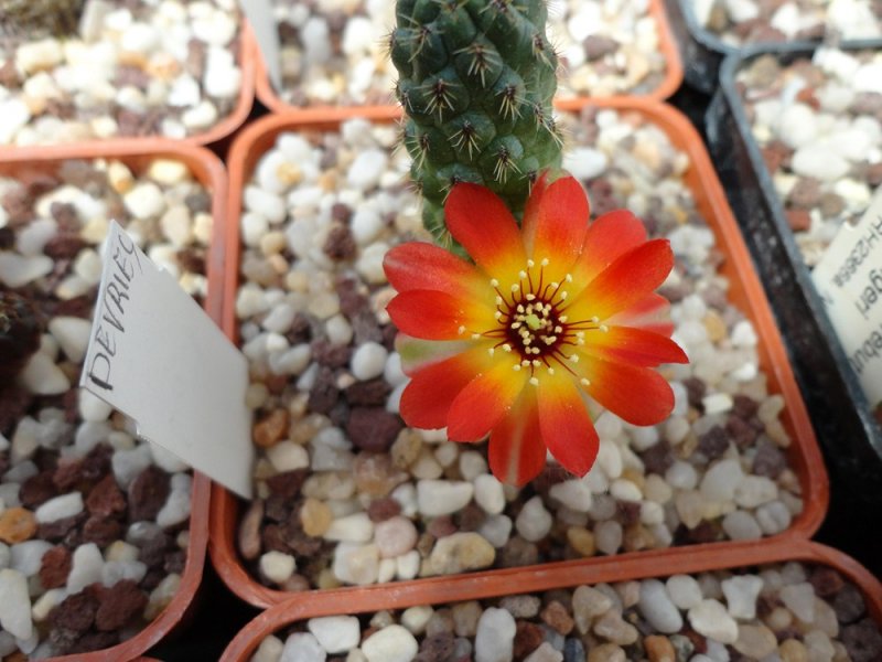 Sulcorebutia tarabucoensis v. callecallensis VZ 196