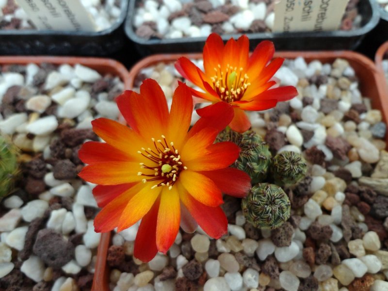 Sulcorebutia tarabucoensis v. callecallensis VZ 56