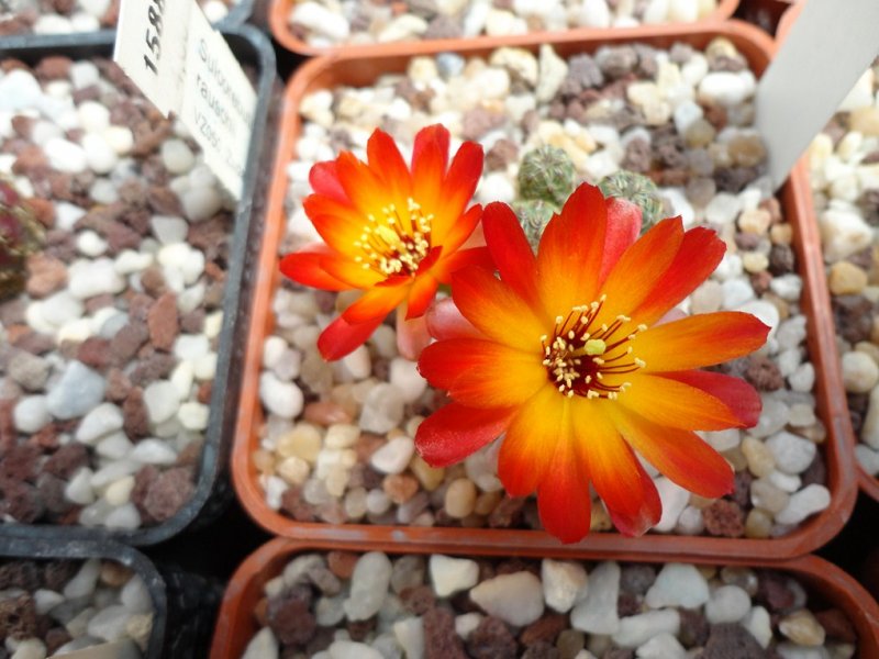 Sulcorebutia tarabucoensis v. callecallensis VZ 56