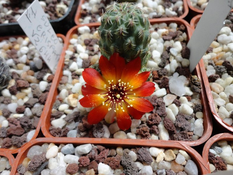 Sulcorebutia tarabucoensis v. callecallensis VZ 56