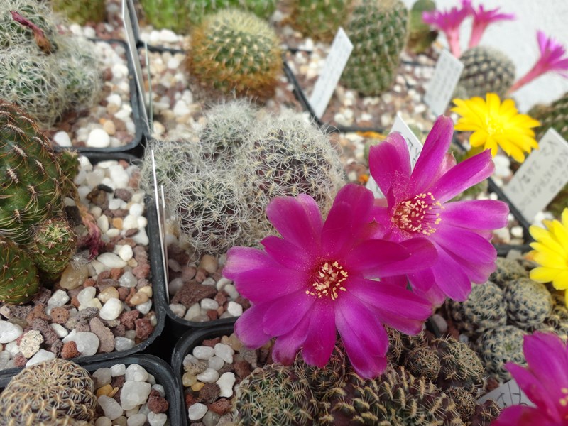 Sulcorebutia tarabucoensis v. hertusii G 340a-1