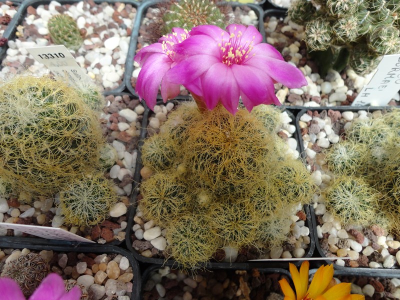 Sulcorebutia tarabucoensis ssp. patriciae LH7