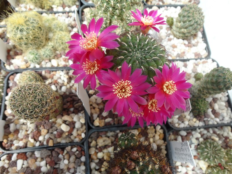 sulcorebutia tarvitaensis