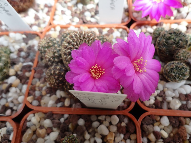 Sulcorebutia tiraquensis v. augustinii G 184-6