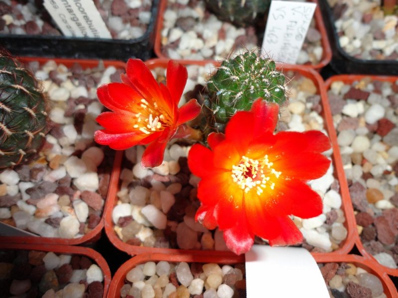 Sulcorebutia tunariensis VZ 613