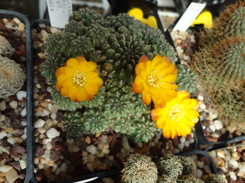 sulcorebutia tuberculato-chrysantha