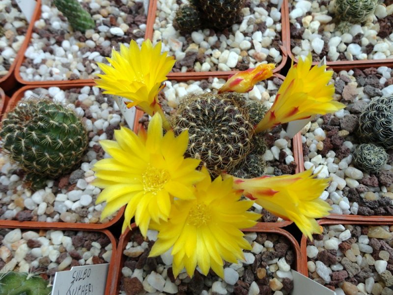 Sulcorebutia vargasii VZ 692