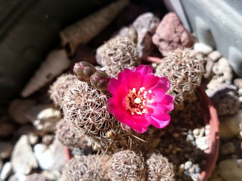 Sulcorebutia sp. arani 