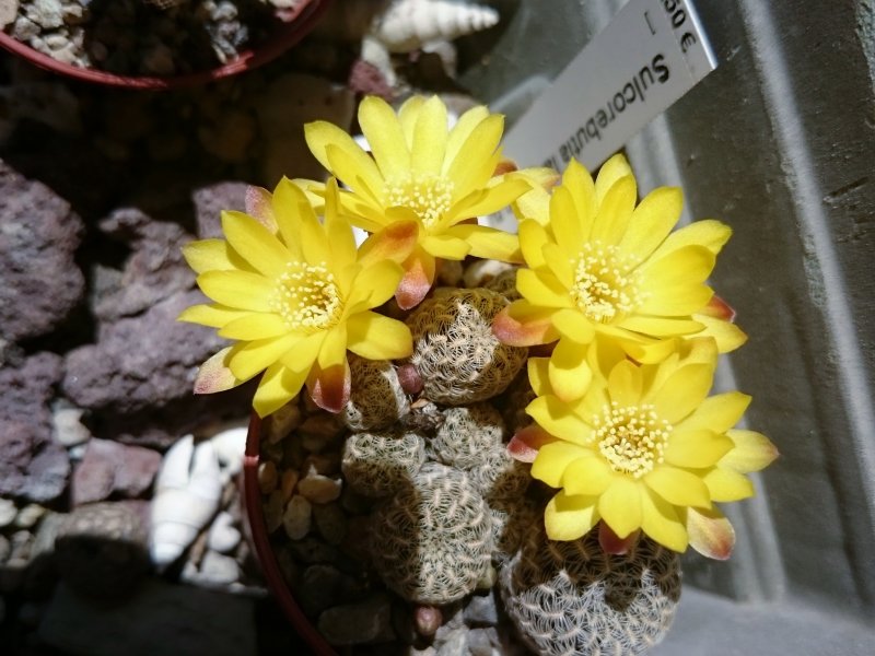 Sulcorebutia langeri 