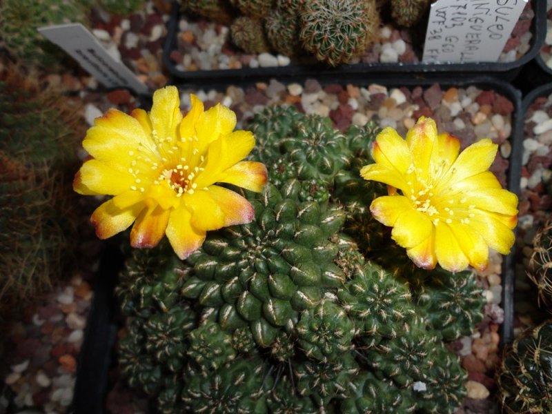 Sulcorebutia tuberculata-chrysantha WK 300