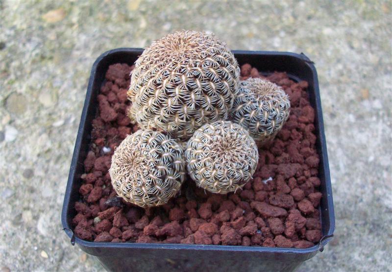 Sulcorebutia augustinii 