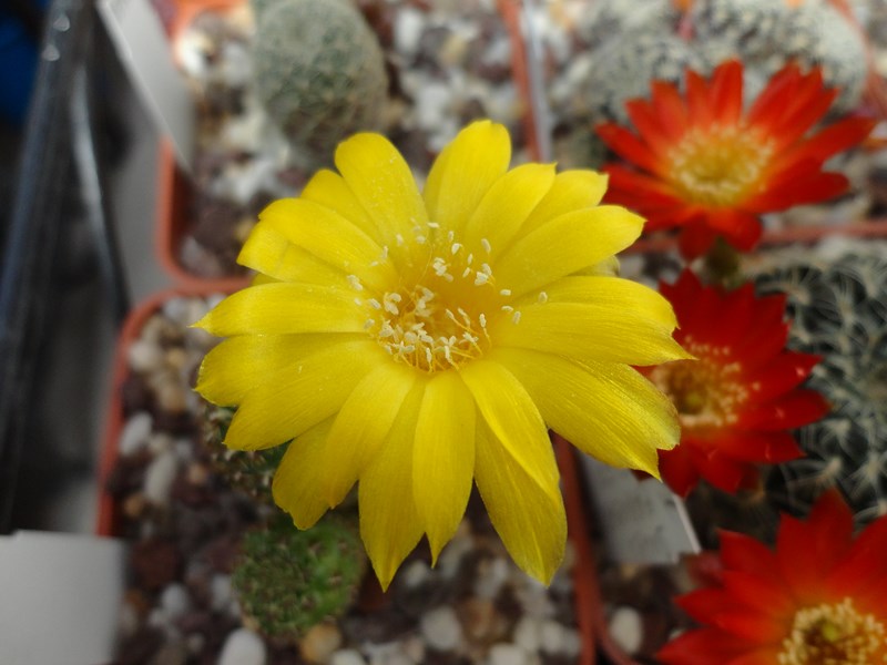 Sulcorebutia elizabethae VZ 245