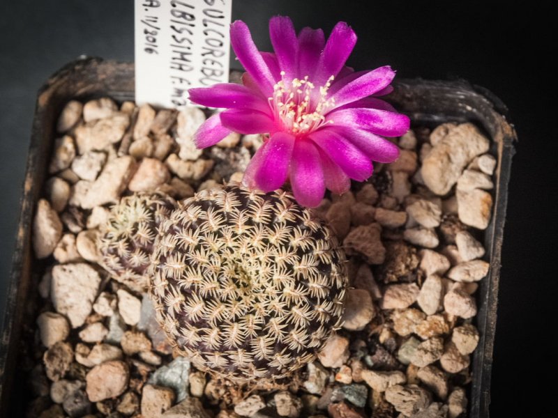 Sulcorebutia mentosa v. albissima SE 122