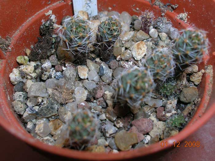 Sulcorebutia  
