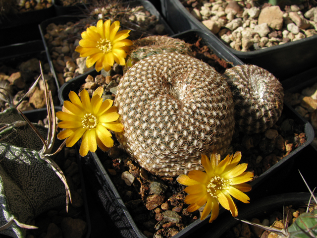 Sulcorebutia arenacea 