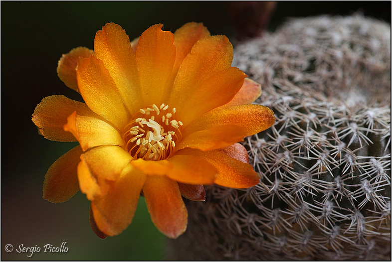 Sulcorebutia arenacea 