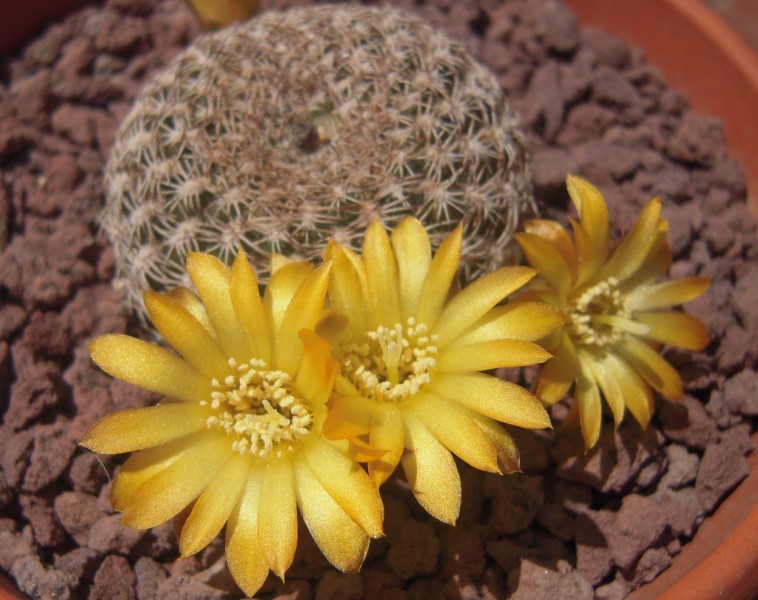 Sulcorebutia arenacea 