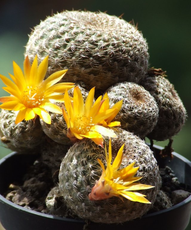 Sulcorebutia arenacea 