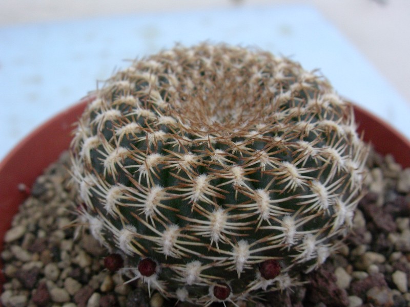 Sulcorebutia arenacea 