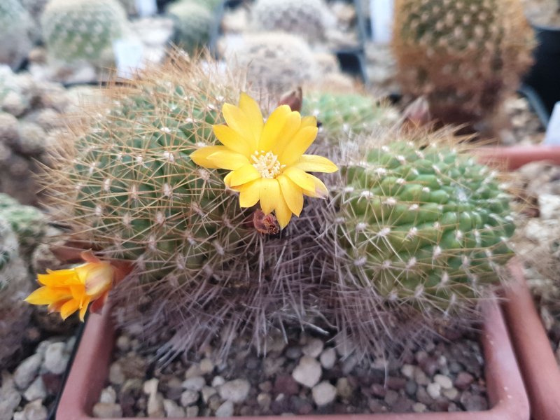 Sulcorebutia arenacea v. kamiensis R 607