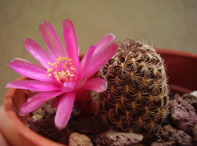 Sulcorebutia augustinii HS 152