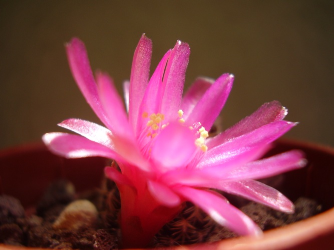 Sulcorebutia augustinii HS 152