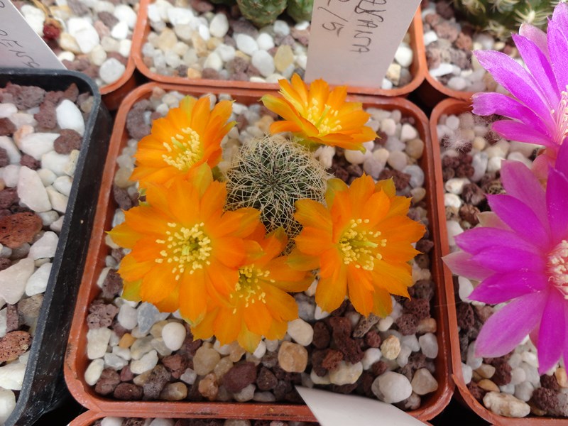 Sulcorebutia azurduyensis VZ 264