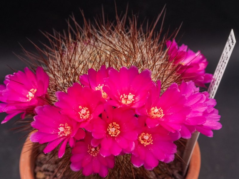 sulcorebutia tiraquensis v. bicolorispina