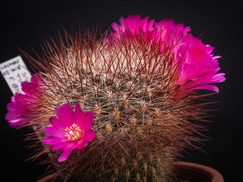 Sulcorebutia tiraquensis v. bicolorispina KK 809