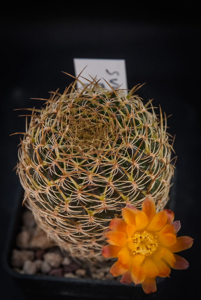 Sulcorebutia breviflora LH 1096