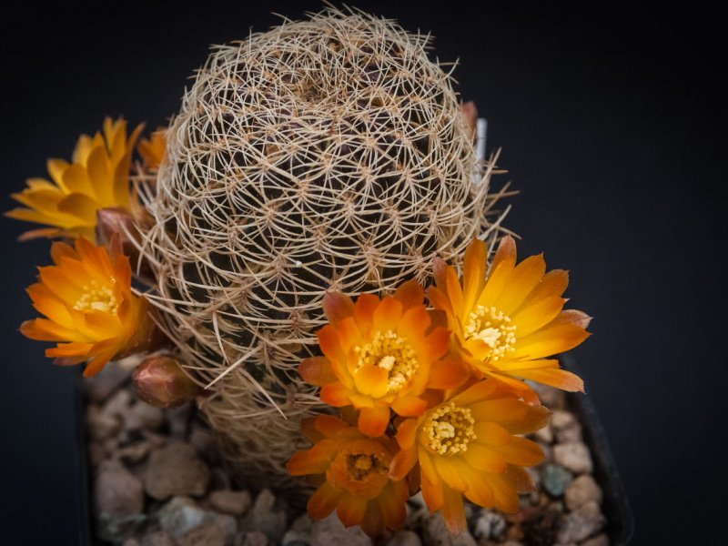 Sulcorebutia breviflora LH 1096