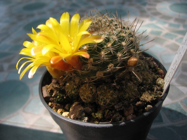 Sulcorebutia breviflora 