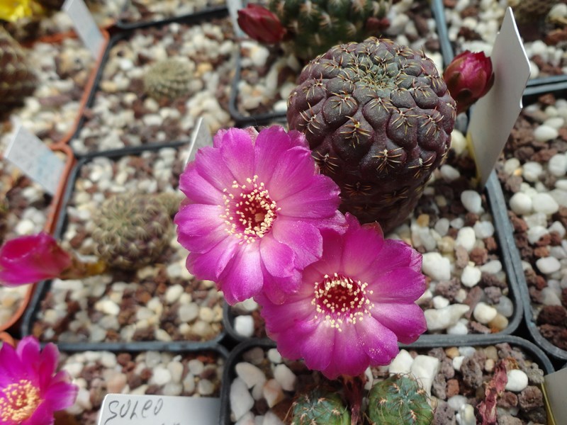 Sulcorebutia callichroma VZ 120