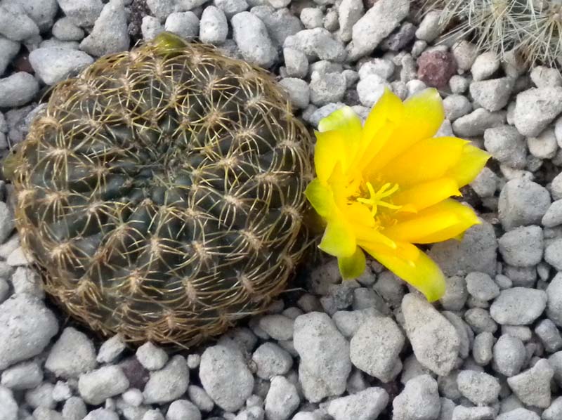 Sulcorebutia candiae 
