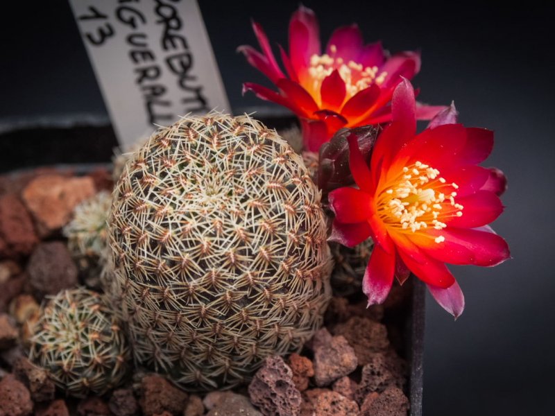 Sulcorebutia canigueralii KP 13