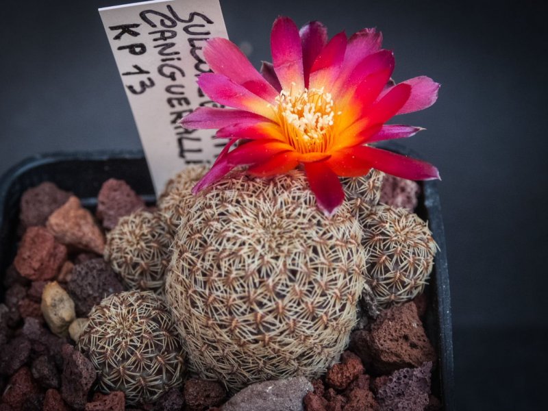 Sulcorebutia canigueralii KP 13