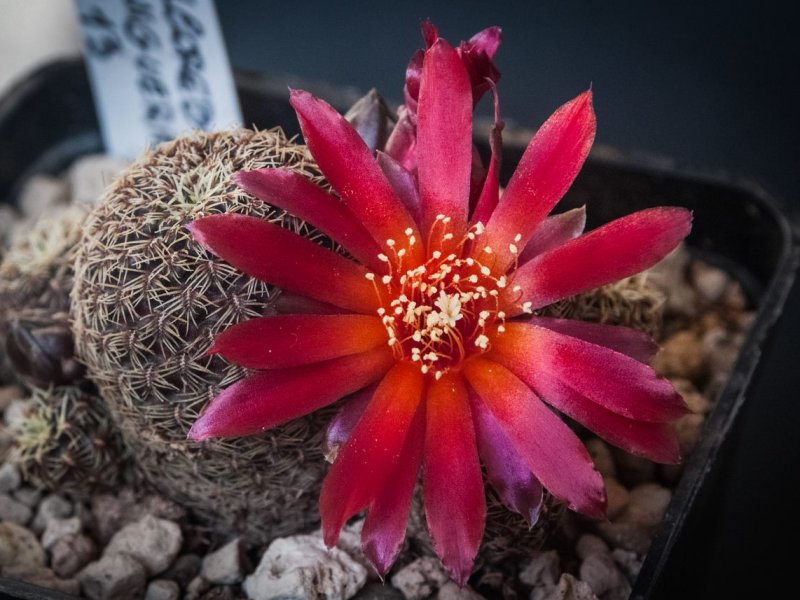 Sulcorebutia canigueralii KP 13